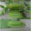 pol bellargus larva4 volg